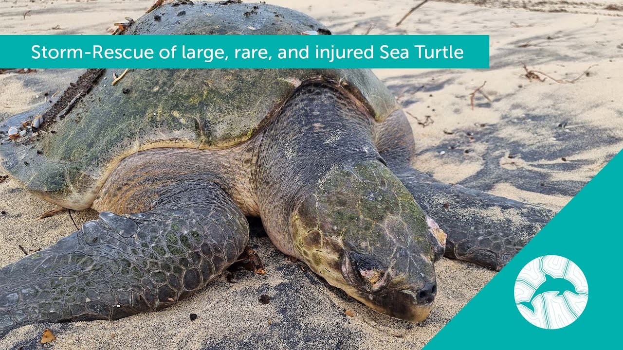 Storm-Rescue of a large, rare, and injured Sea Turtle