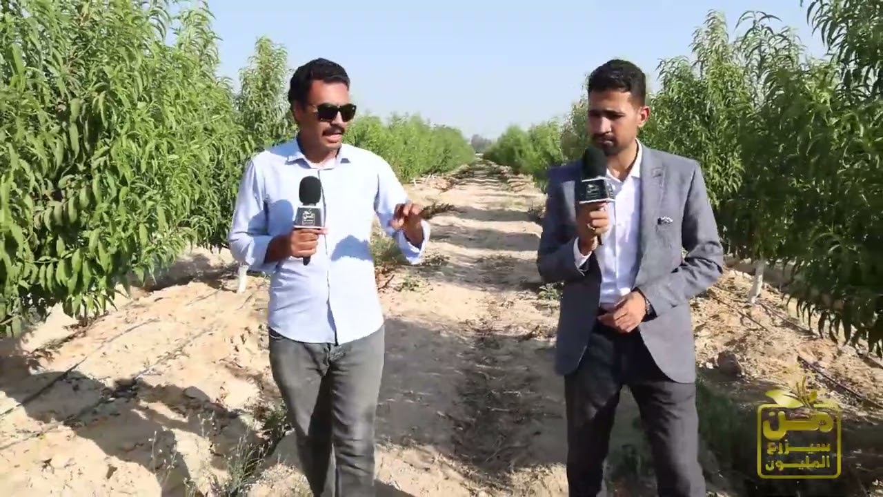 جولة في حقول الخوخ المصرية.. وأسرار زراعة الخوخ وتوصيات مهمة جدا