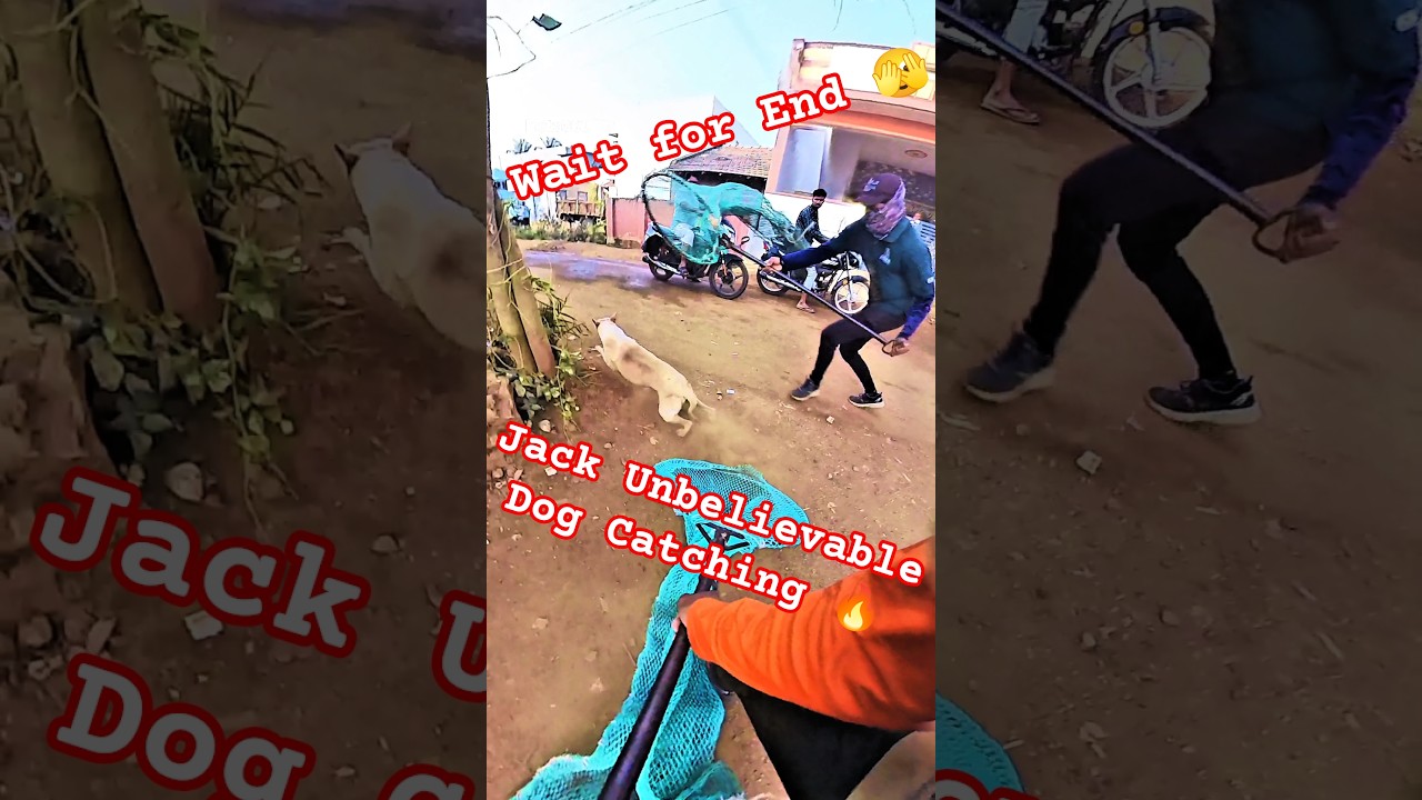 Jack Unbelievable Dog Catching #jack #dog #dogwithpublicsafety #ytviral #pets #dogshorts #shorts