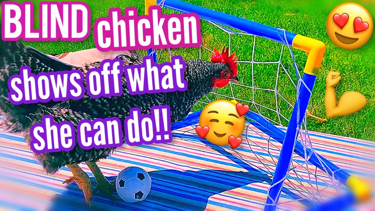 CHICKEN OLYMPICS 2024!!!🐓