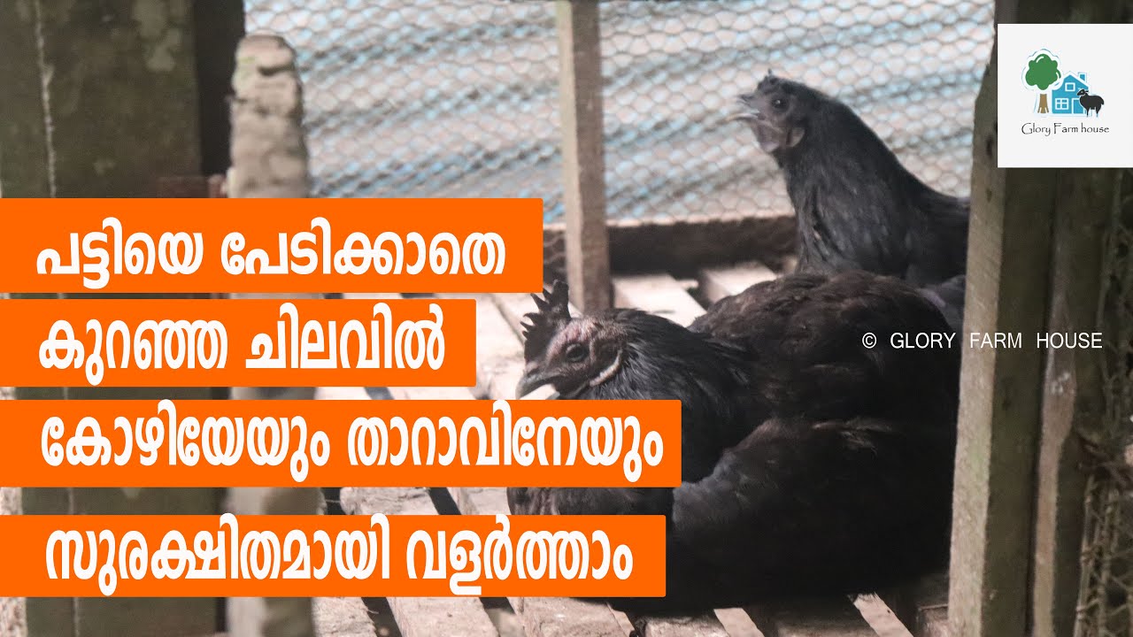 പട്ടിയെ പേടിക്കാതെ കുറഞ്ഞ ചിലവില്‍ കോഴിയെ സുരക്ഷിതമായി വളര്‍ത്താം | Low Cost Chicken Cage Malayalam