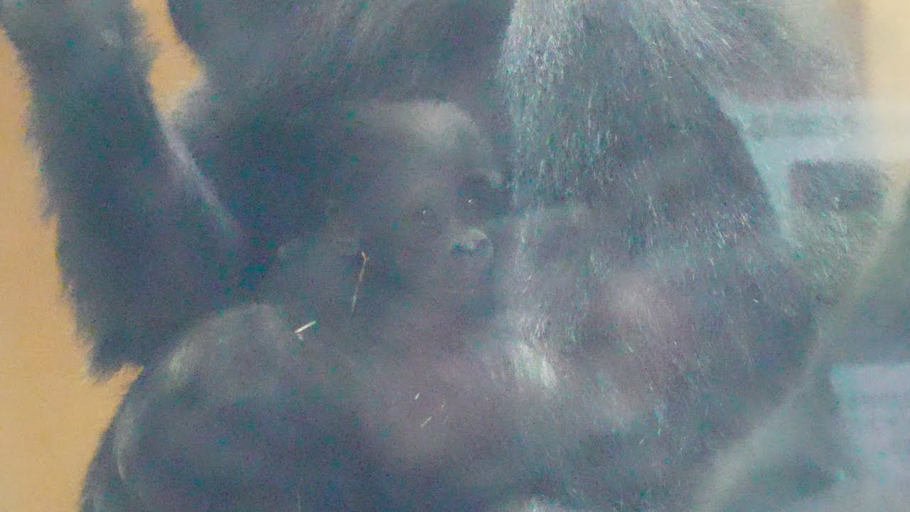 Материнское тепло: нежная мама-горилла заботится о своем маленьком чуде Gorillas family / ape