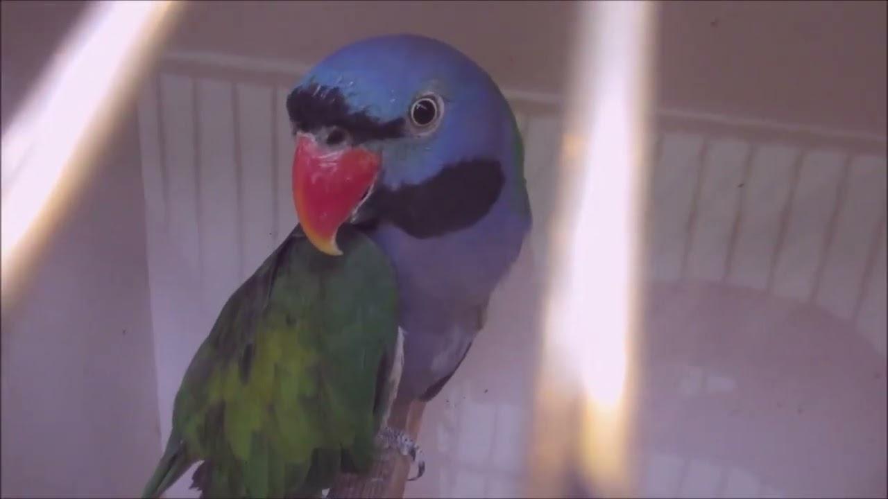 Foire aux oiseaux Pontivy 2023