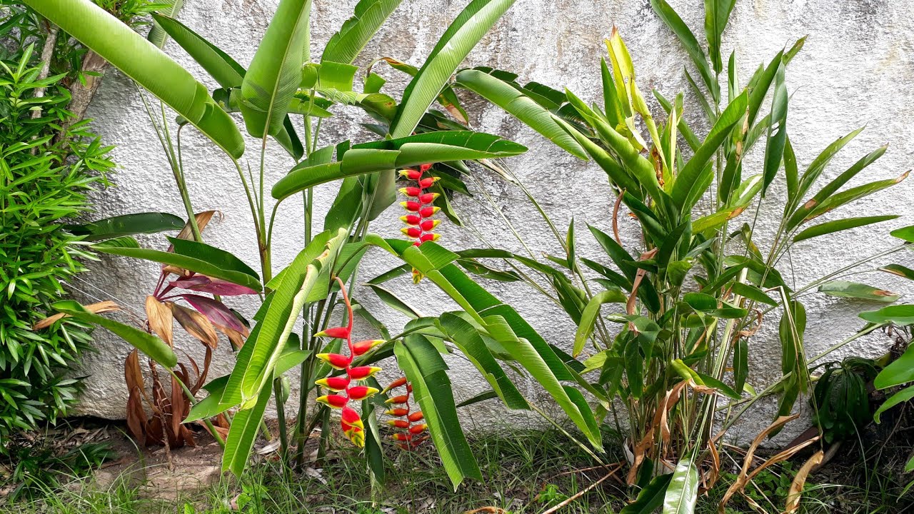 Novas Mudas de Bananeira Ornamental