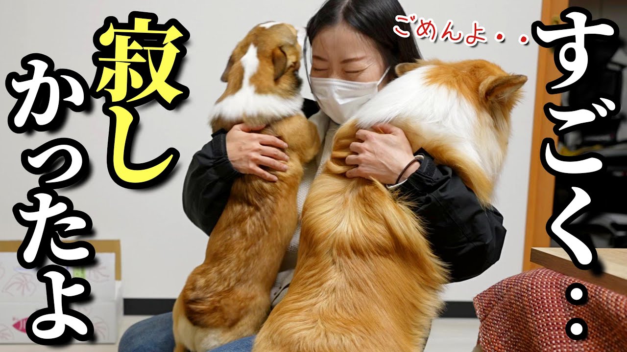 寂しかった！3日ぶりのママの帰りを待ちわびる甘えんぼコーギー