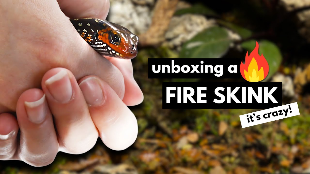 Unboxing a Stunning African Fire Skink | FIRST IMPRESSIONS