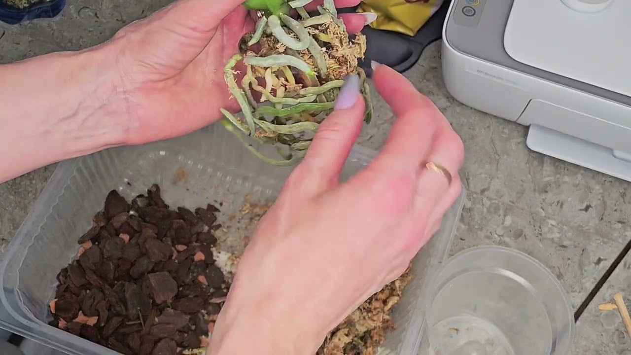 Diese junge Orchidee braucht einen größeren Topf.
