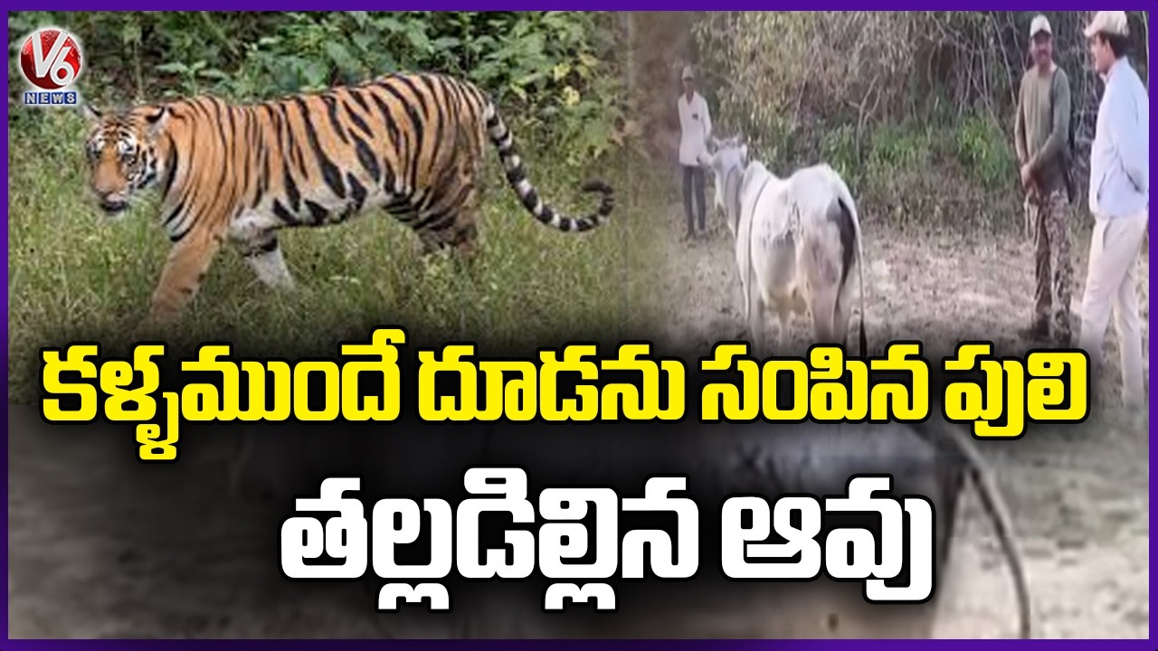 Cow Tragic Incident At Kumuram Bheem 's Itikyal Pahad Forest area | V6 News