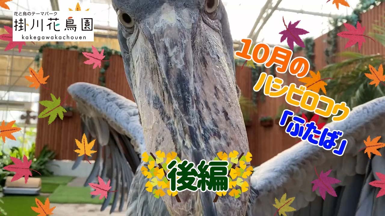 【後編】10月のハシビロコウ「ふたば」【掛川花鳥園公式】