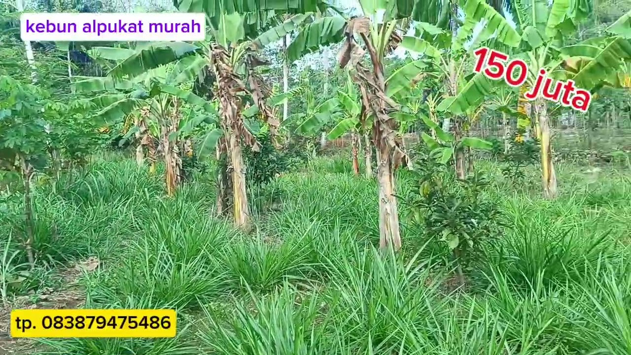 Di jual tanah pekarangan kebun alpukat 1300m2 shm pekarangan 150 juta