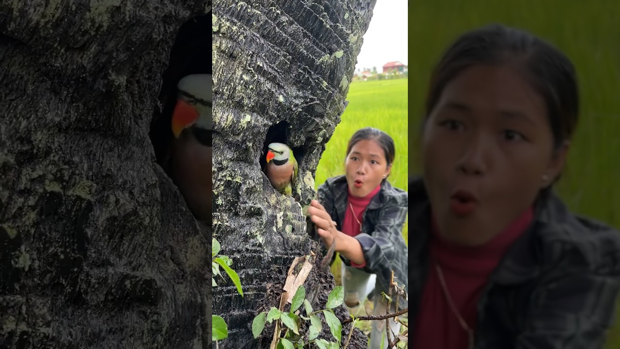 Beautiful girl catch parrot in hole palm tree
