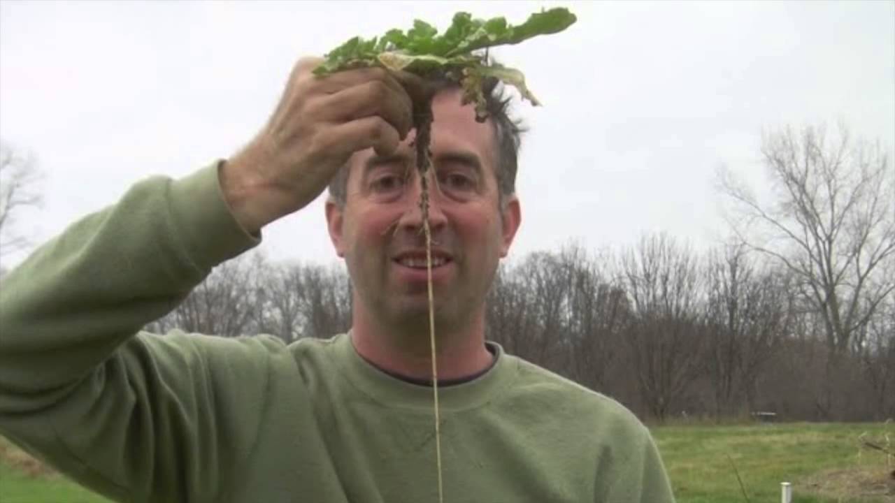 The Science of Soil Health: Precision Cover Cropping