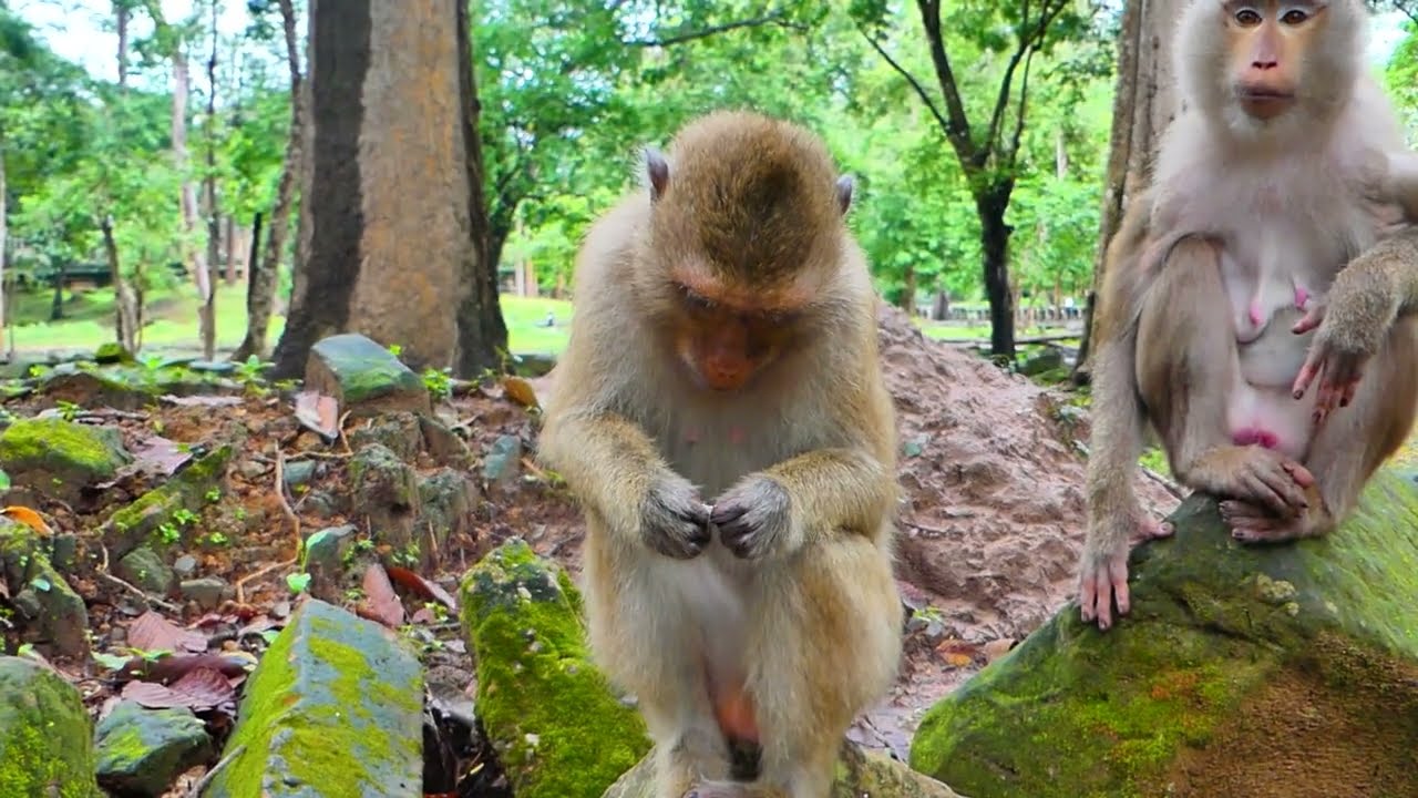Monkey Rainbow is surprised and scared while her mom, Libby, comes to grab food from her. Like this