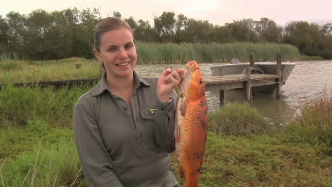 Meet the Locals: Koi carp