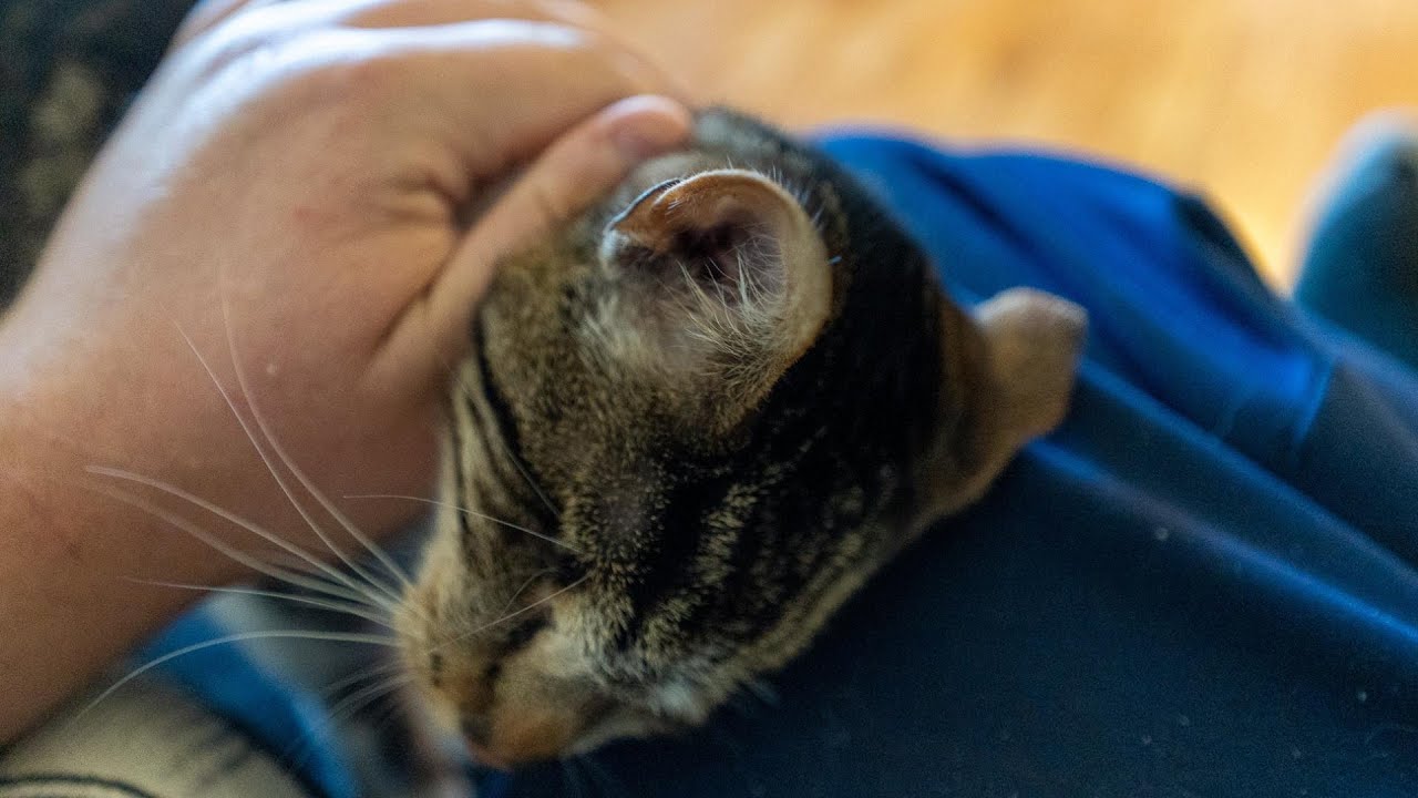 У слепой кошки Светланы панкреатит, и мы не знаем, сколько времени нам осталось с ней жить.