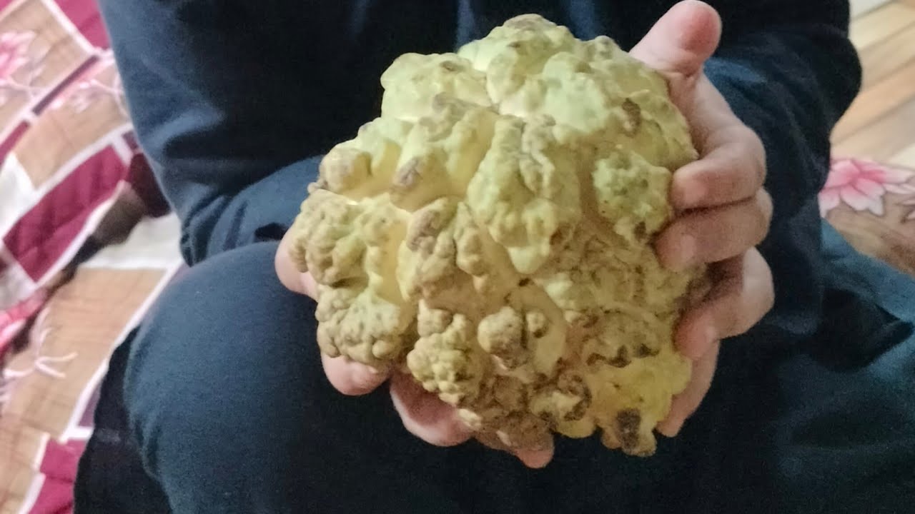 😄 Zindagi simple hai, bas fan aur masti chahiye!🎉Shifa's kitchen  is live