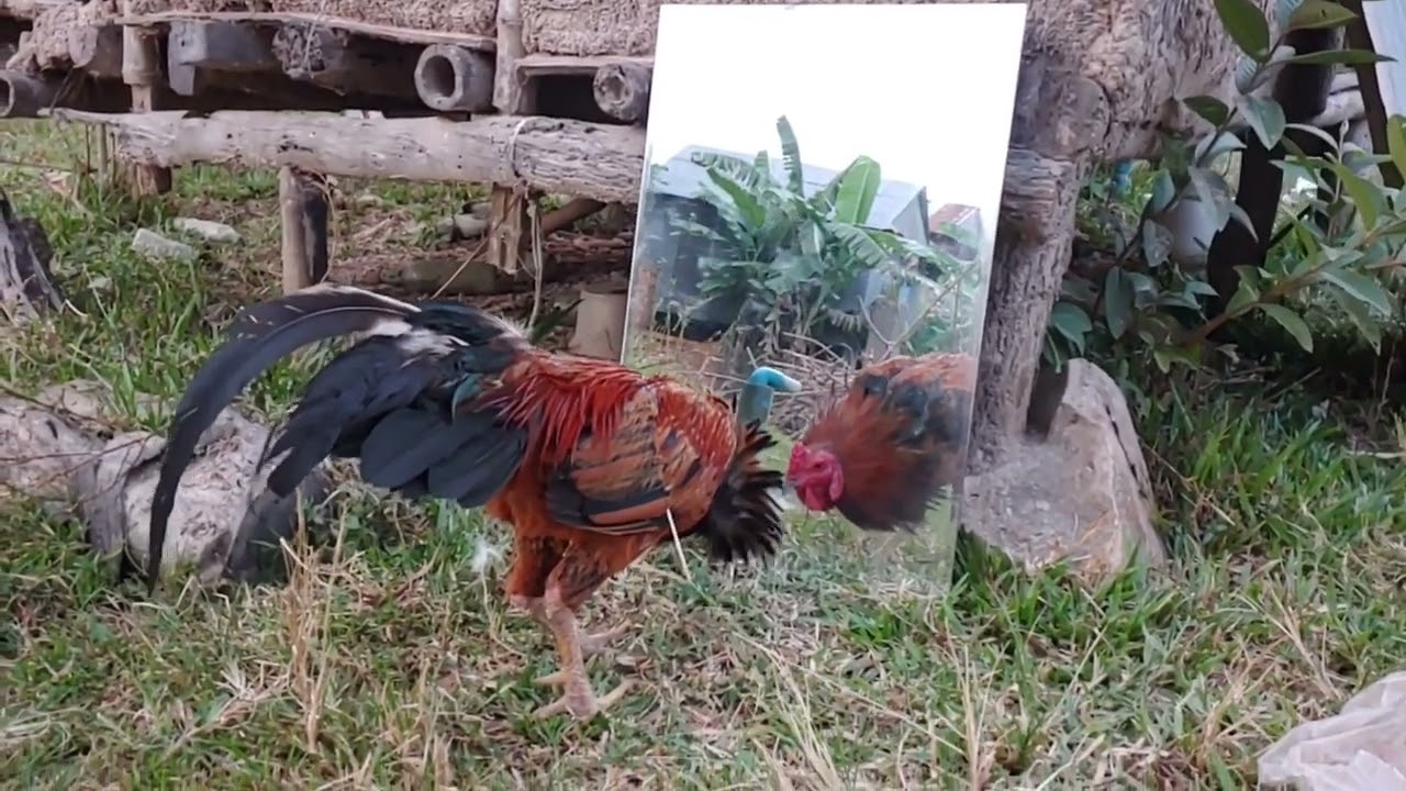 Mirror Prank Rooster So Funny Reaction