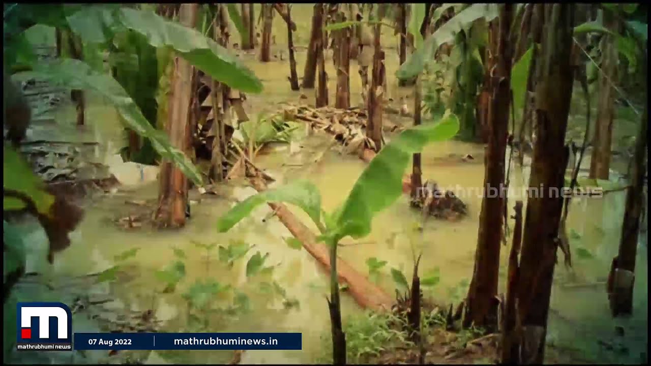 പെയ്യുന്നത് മഴയല്ല, കര്‍ഷകന്റെ കണ്ണീരിനുറവയാണ്...| Krishi Bhoomi | Agriculture | Mathrubhumi News