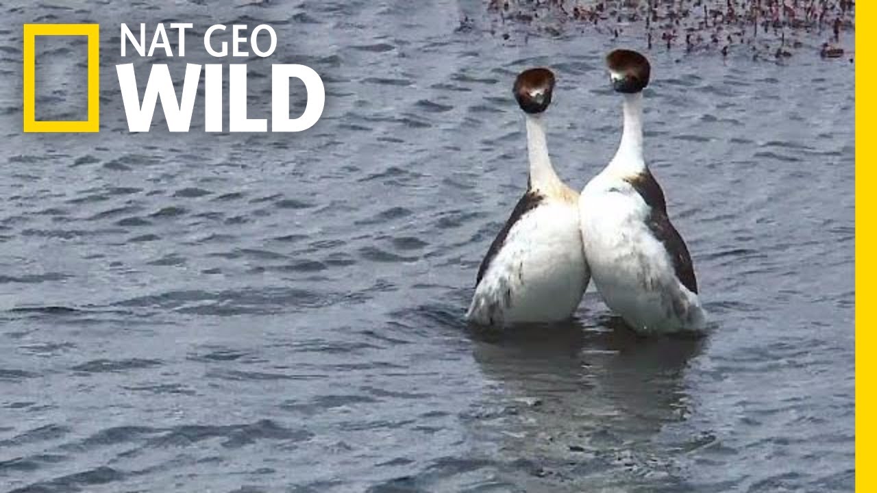 These Birds Have a Sexy but Bizarre Dance Routine | Nat Geo Wild