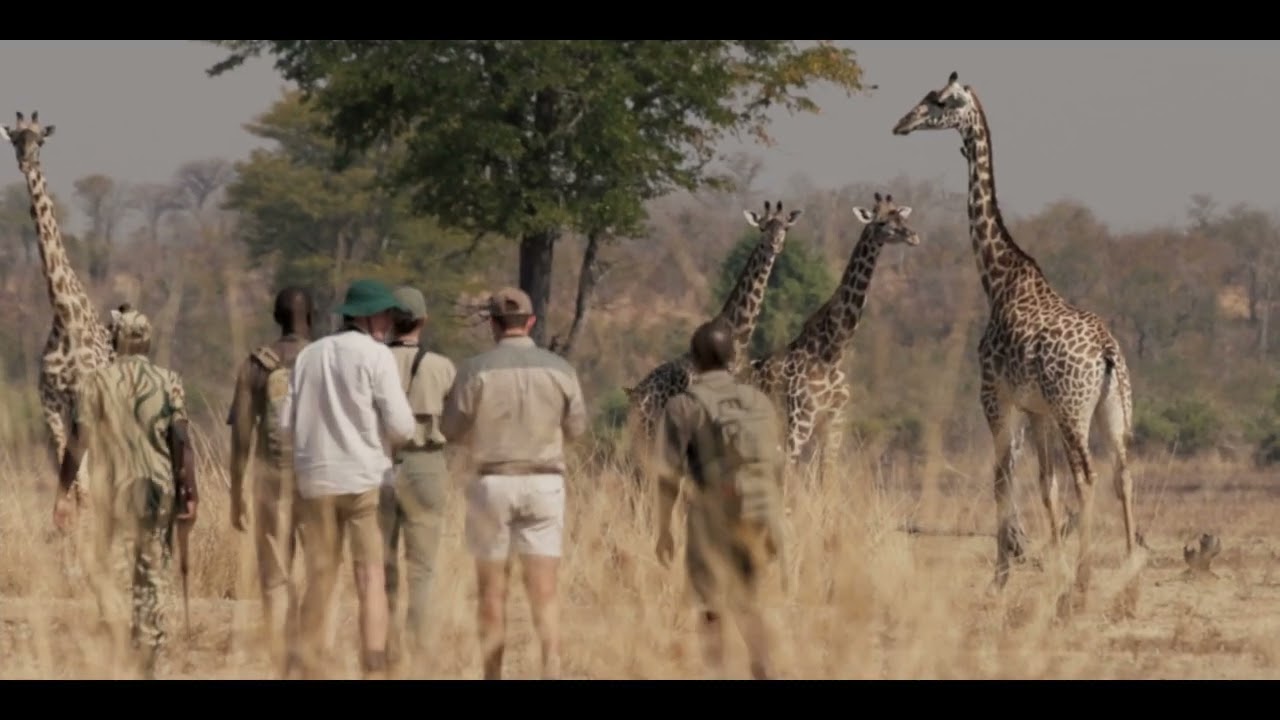 Walking Safari with The Bushcamp Company in South Luangwa National Park