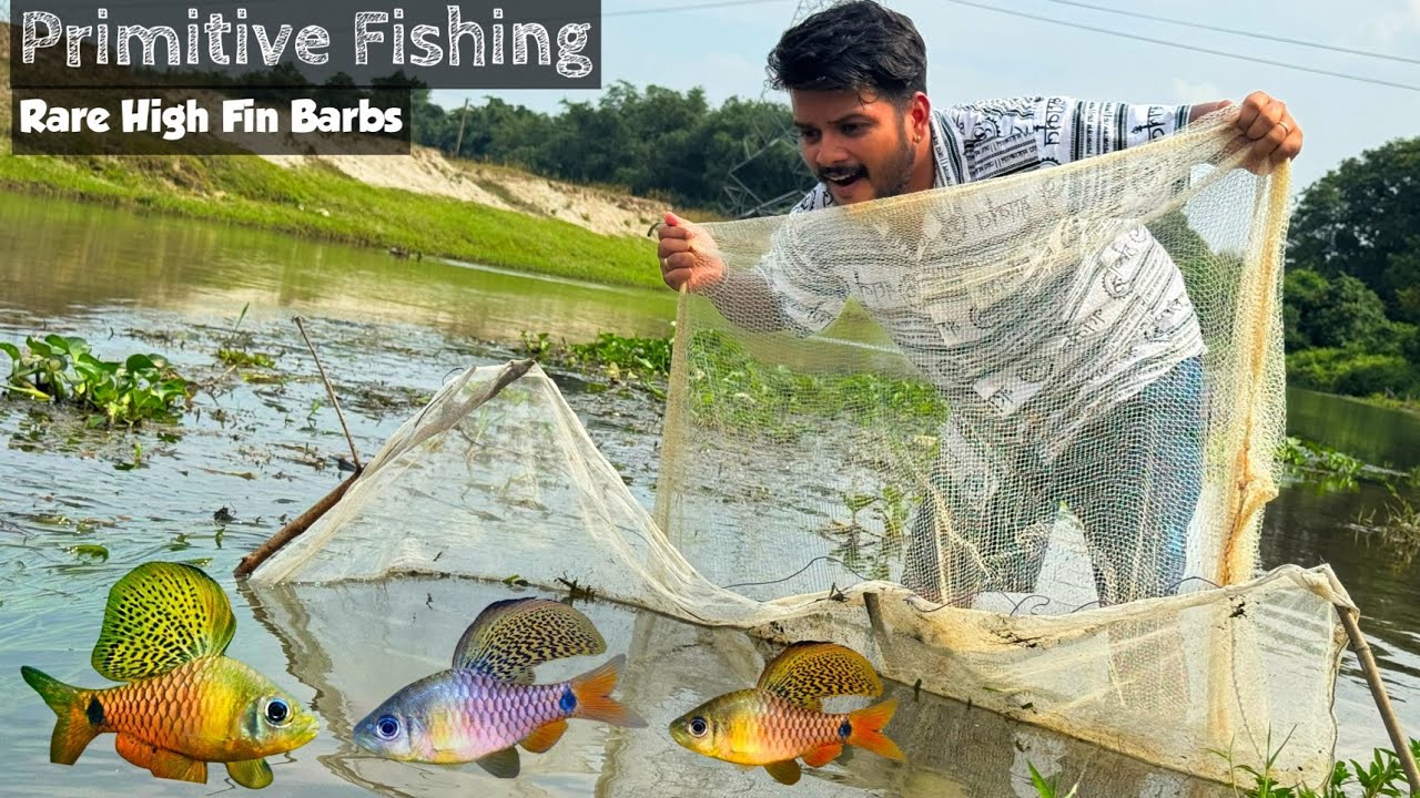 Primitive Fishing to catch Rare High Fin Barbs🎣🐟❤️