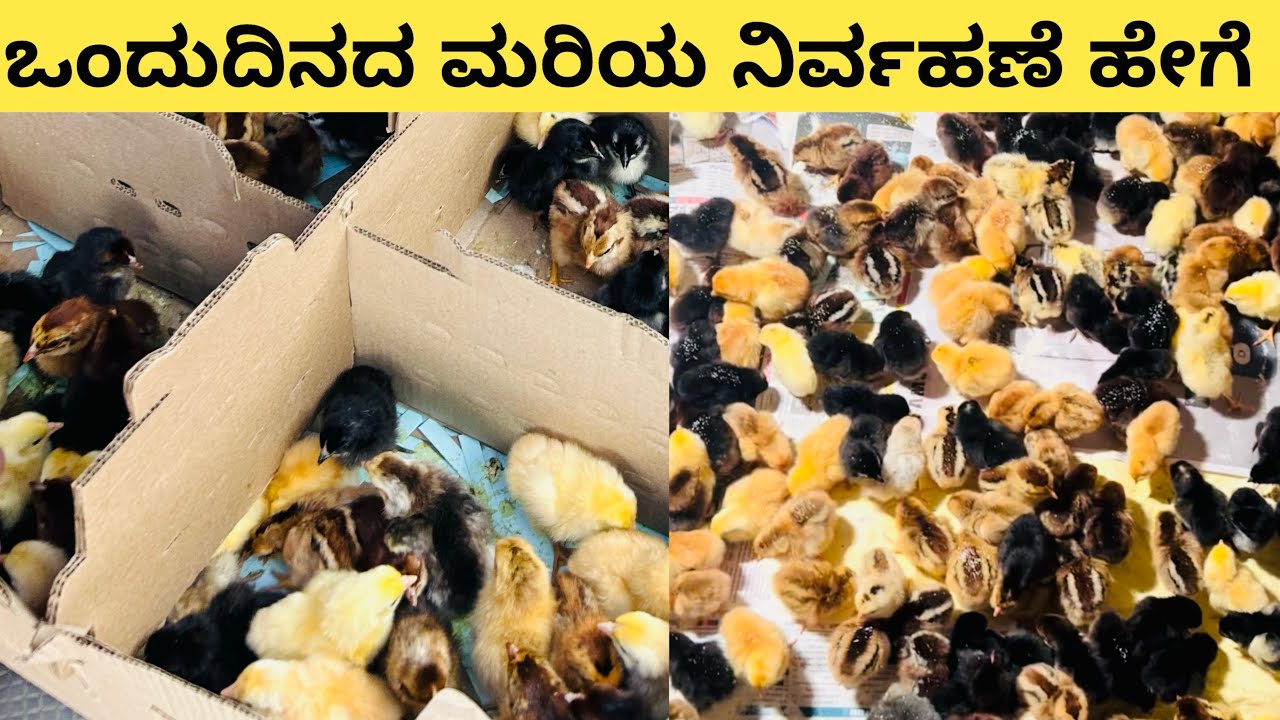 ಒಂದುದಿನದ ನಾಟಿಕೋಳಿ ಮರಿಯ ನಿರ್ವಹಣೆ ಹೇಗೆ ಮಾಡಬೇಕು ನೋಡಿ manju r gowda traveller