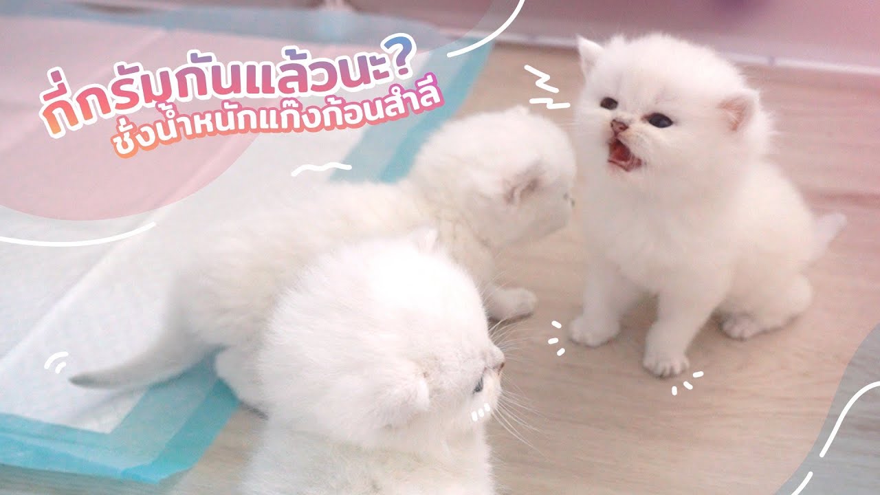 ชั่งนน.ลูกบลอสซั่ม แก๊งก้อนสำลี