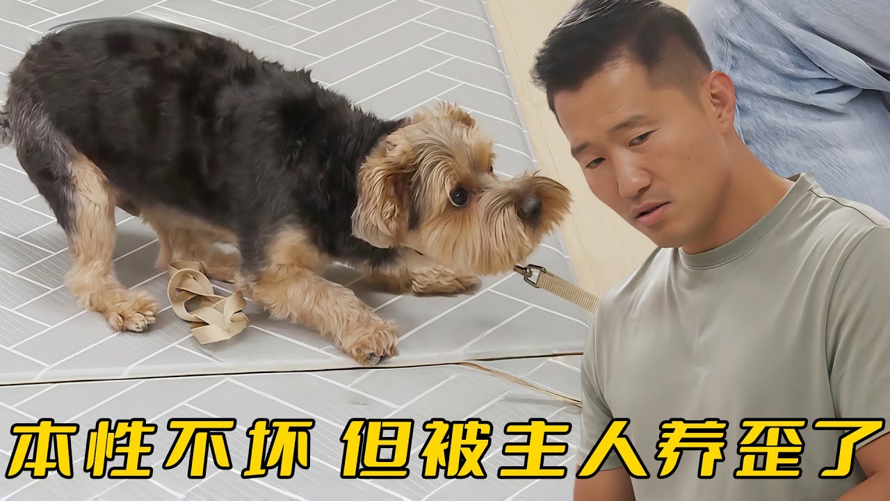 約克夏偷襲訓犬師，卻被反腳踩住動彈不得，一秒從惡霸變成慫狗