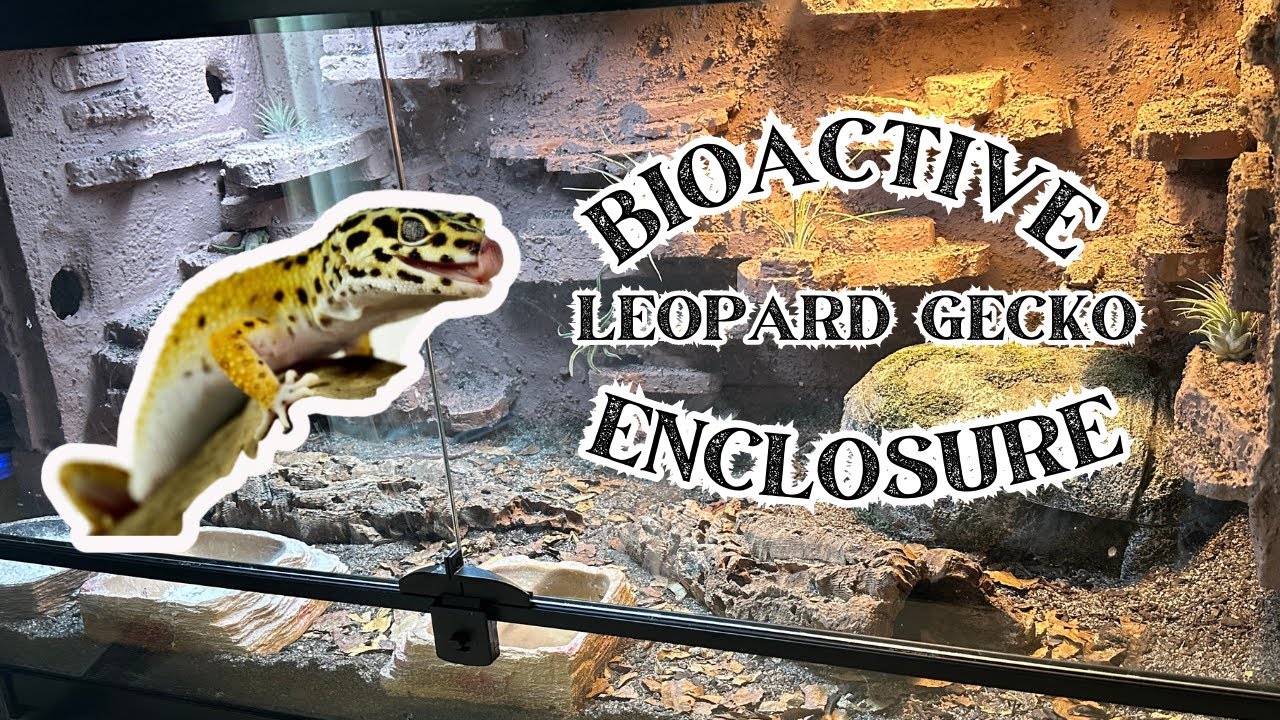 How to build a custom DIY background for your leopard geckos