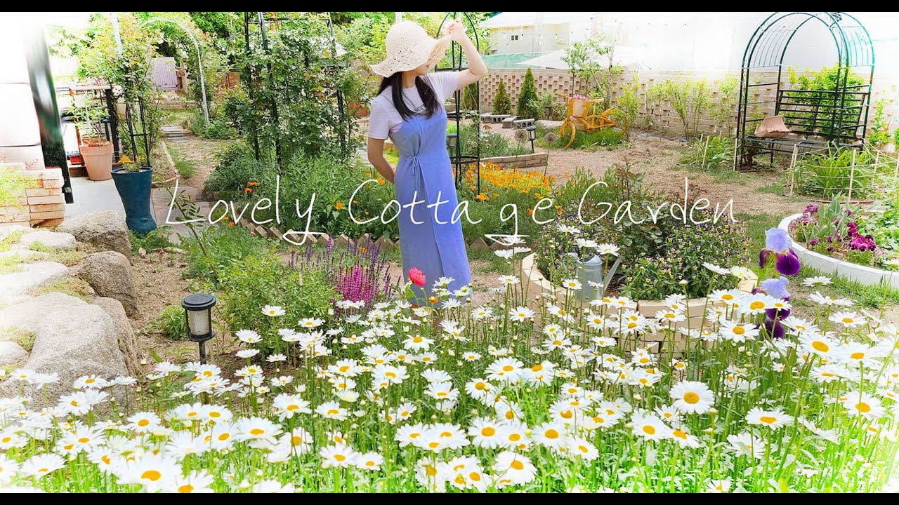 #85. Вам нравятся прекрасные маргаритки Шаста? 🌼Приходите посмотреть на них в саду в мае!