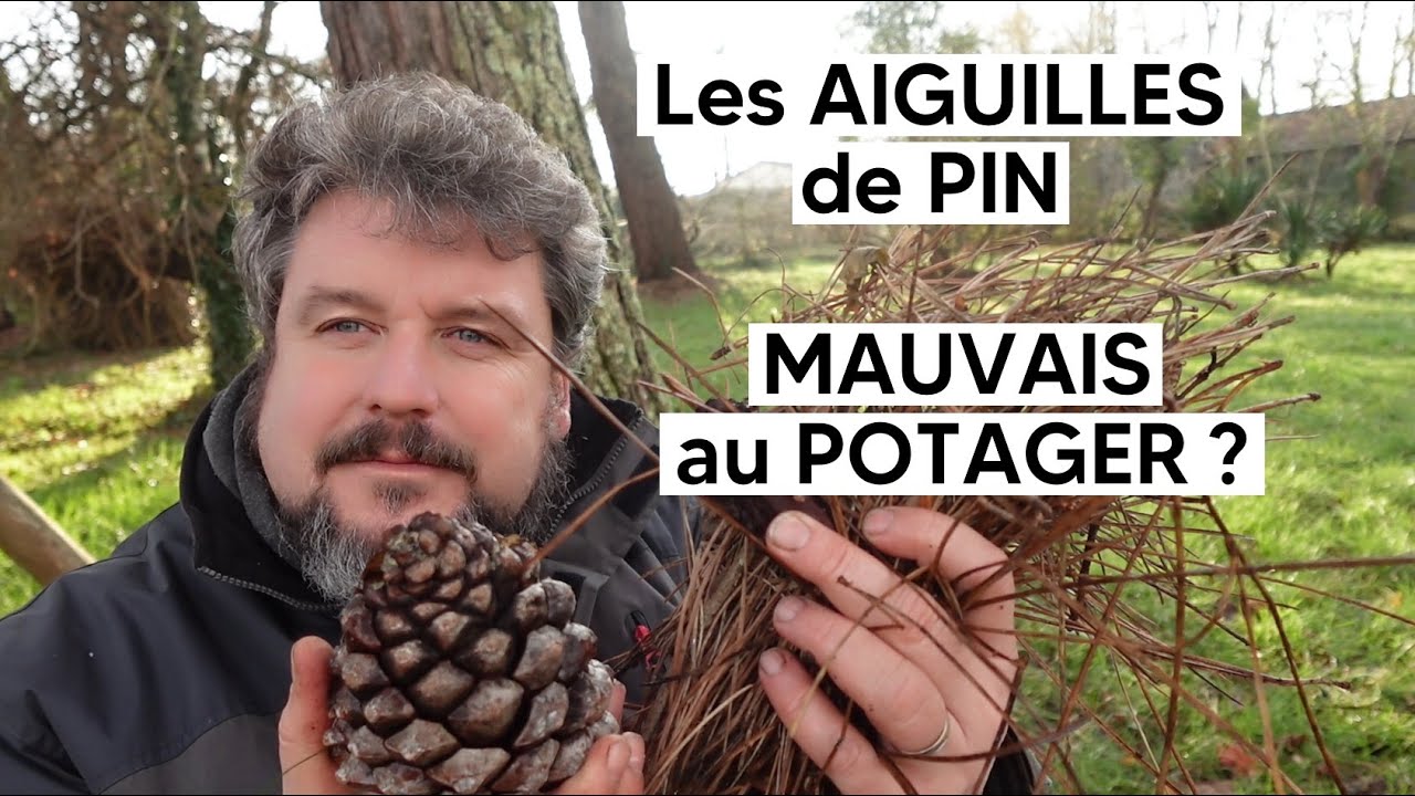Est-ce que les aiguilles de pin acidifient le sol ?