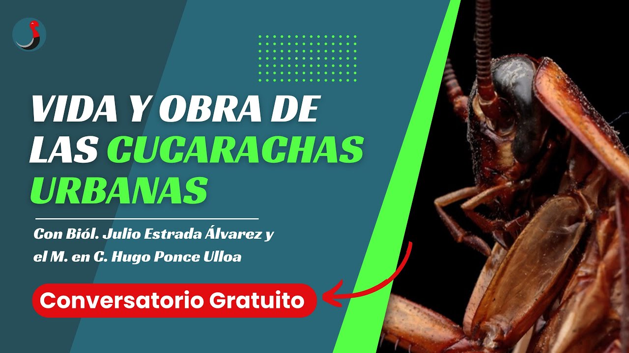 VIDA Y OBRA DE LAS CUCARACHAS URBANAS | RupiConversatorio