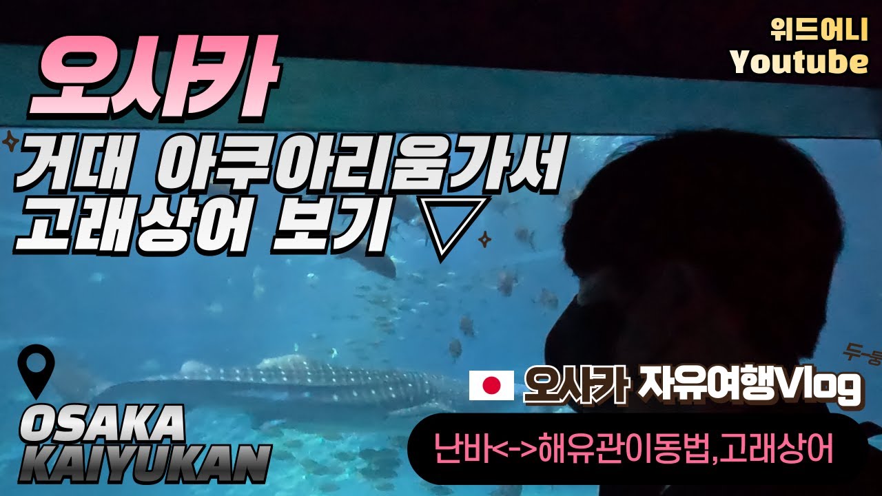 오사카 최대규모 아쿠아리움 가이유칸에 고래상어 구경하러가기