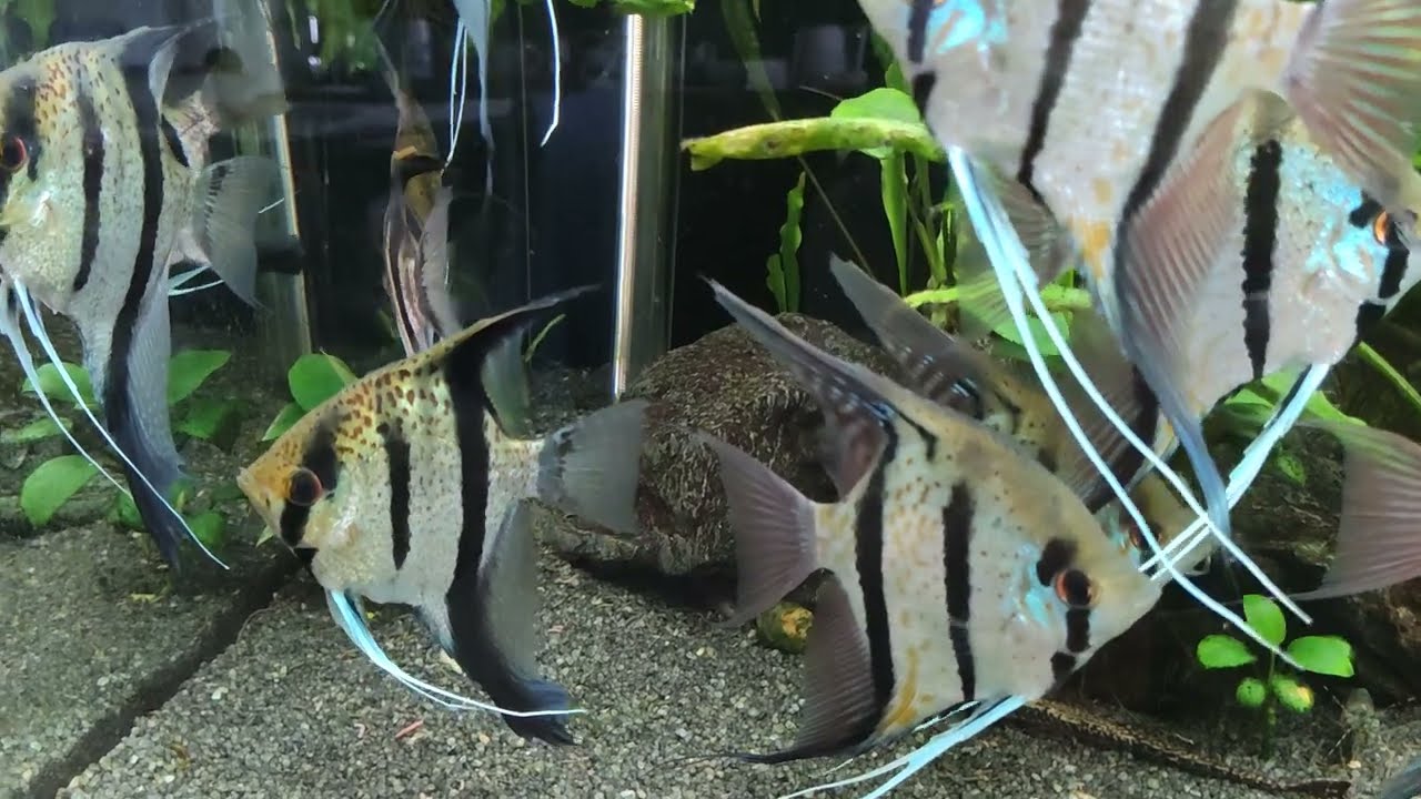 Angel fish - Pterophyllum scalare sp.Guyana- Red dragon - fight