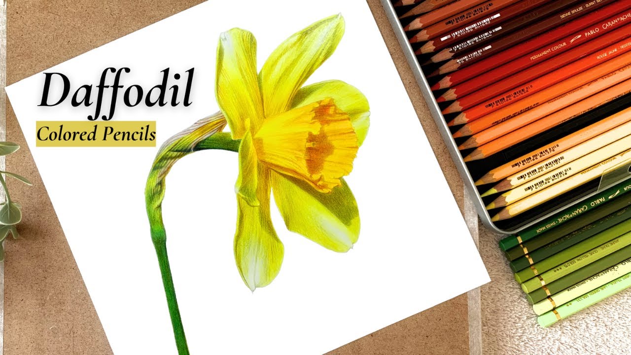 How to render a Realistic Daffodil flower I Colored pencil tutorial