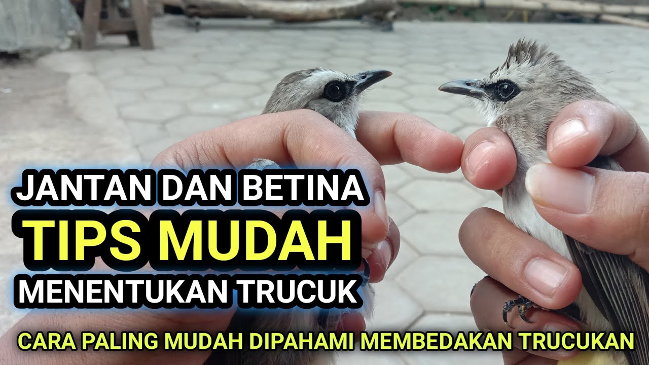 Cara Membedakan Trucuk Jantan dan Betina Paling Mudah