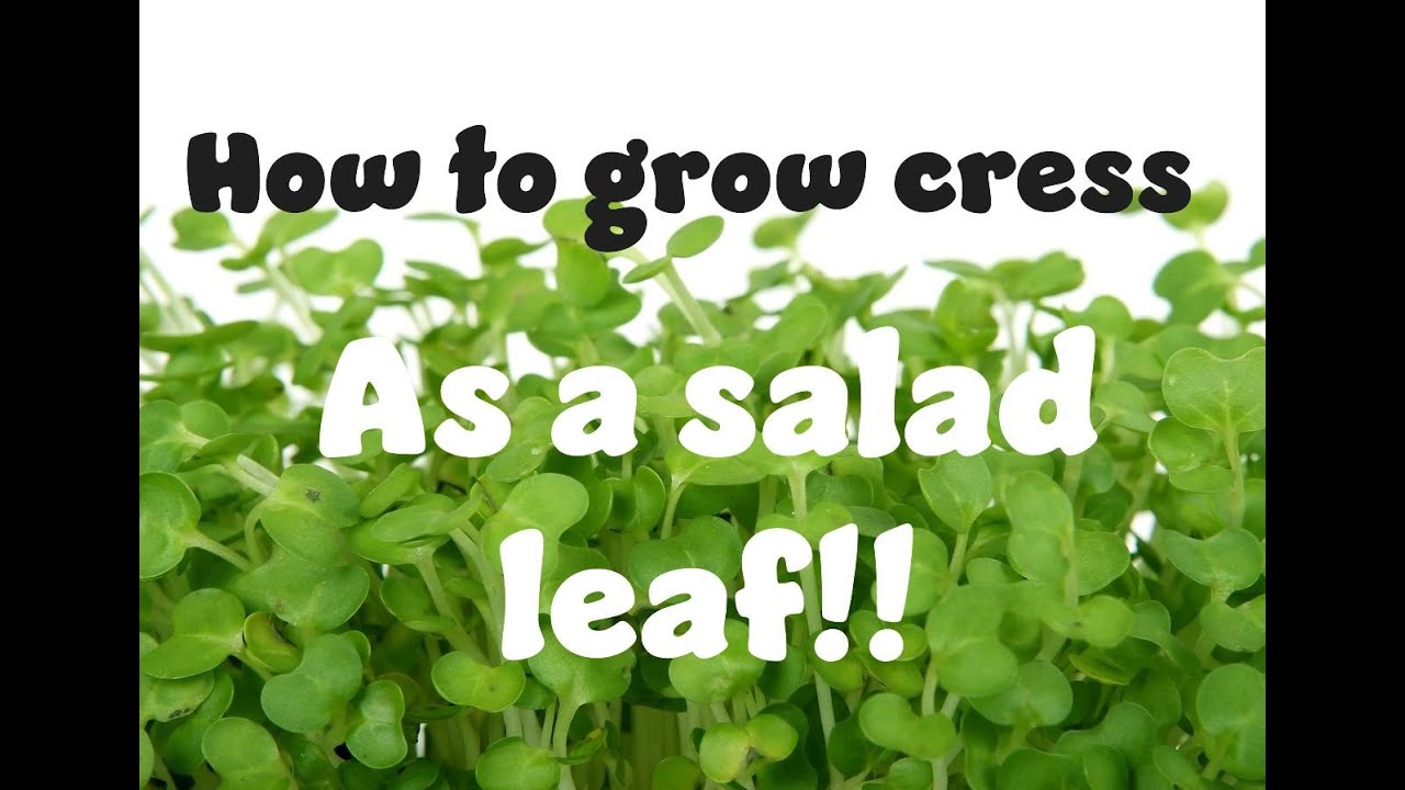 How to grow cress as a salad leaf Part 1
