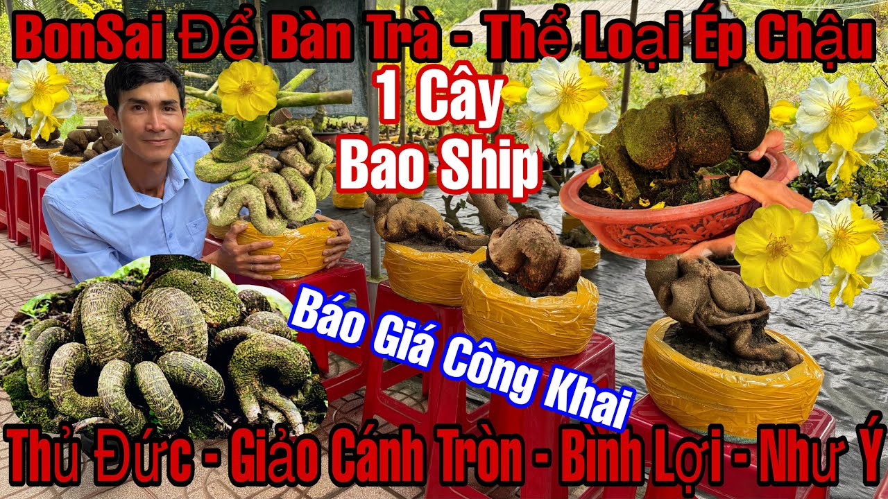 28/2☎️0983946649☎️🌲Mai Vàng Giá Rẻ🌲Gốc Nhớt Rút Cốt Thể Loại Ép Chậu 1 Người Bê-Thủ Đức-Bình Lợi...🌲