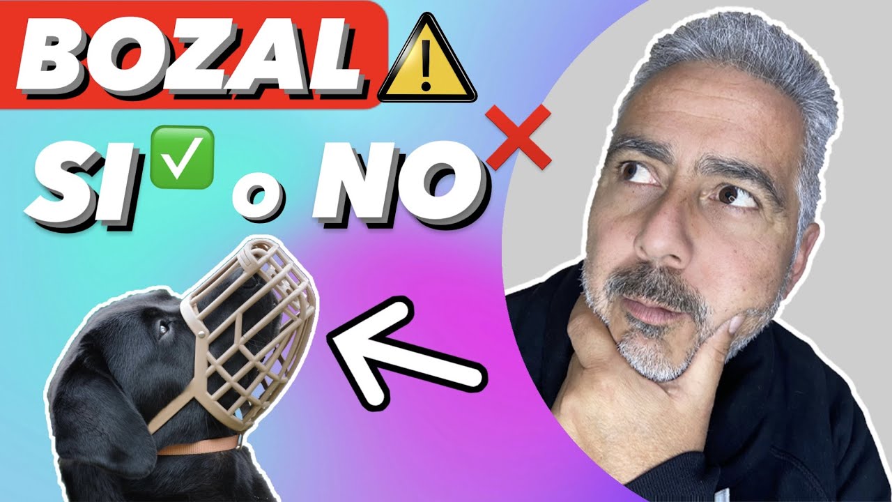 ¿ES BUENO QUE NUESTROS PERROS USEN BOZAL?  🤔