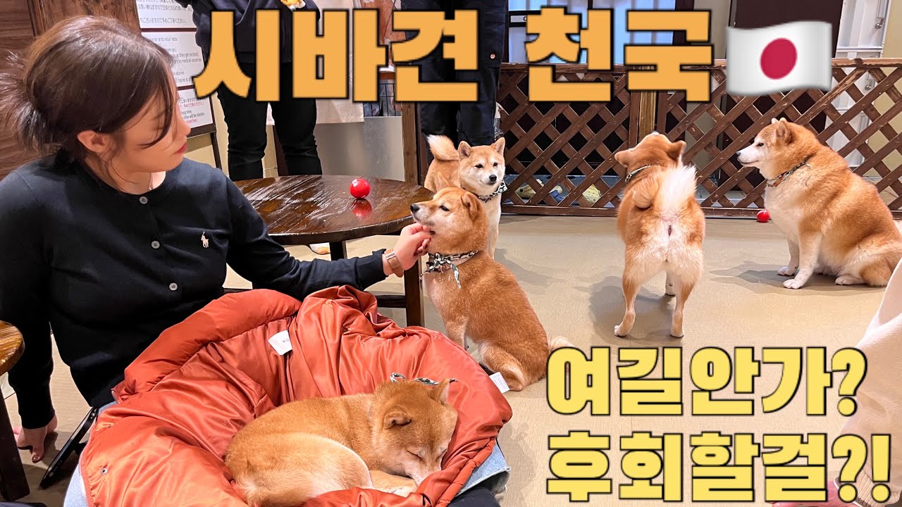도쿄🇯🇵, 아사쿠사 마메시바에서 시바견 무릎에 앉히는 방법