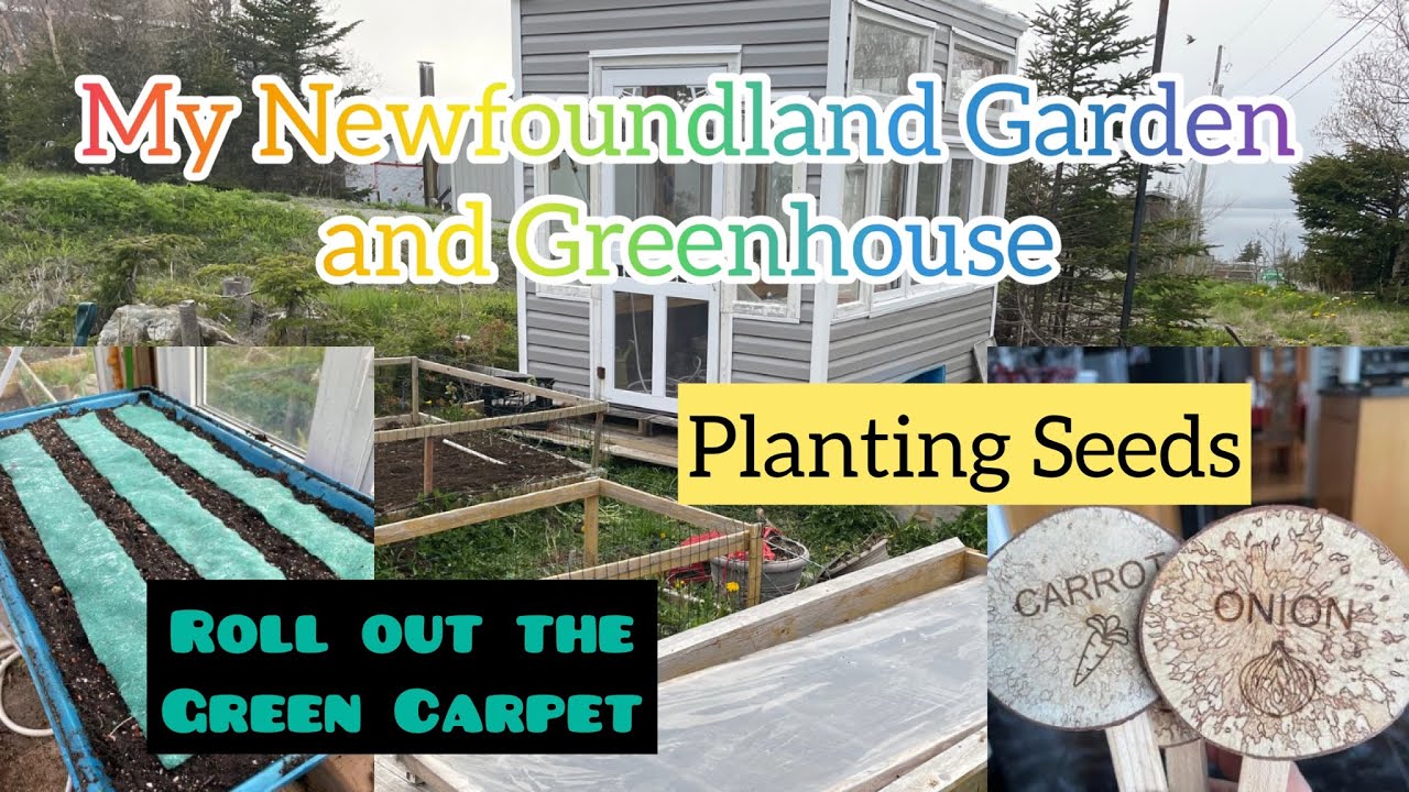 Planting seeds in my Newfoundland Garden - Roll out Lettuce! - 