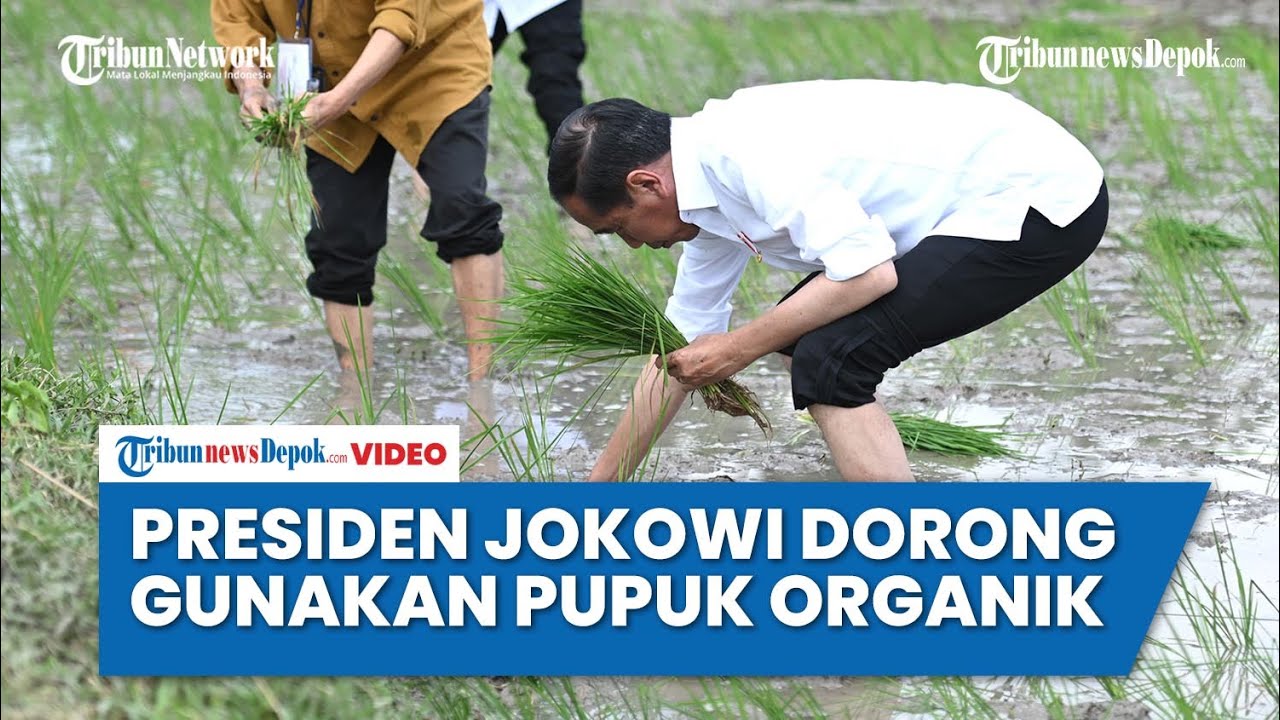 Presiden Jokowi Dorong Petani Gunakan Pupuk Organik dan Percepatan Tanam Padi Pascapanen