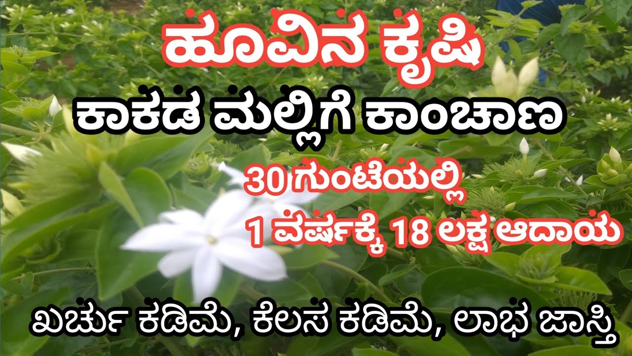 kakada flower plants | ಕಾಕಡ ಮಲ್ಲಿಗೆ ಹೂವಿನ ಕೃಷಿ | EYEMANJU |