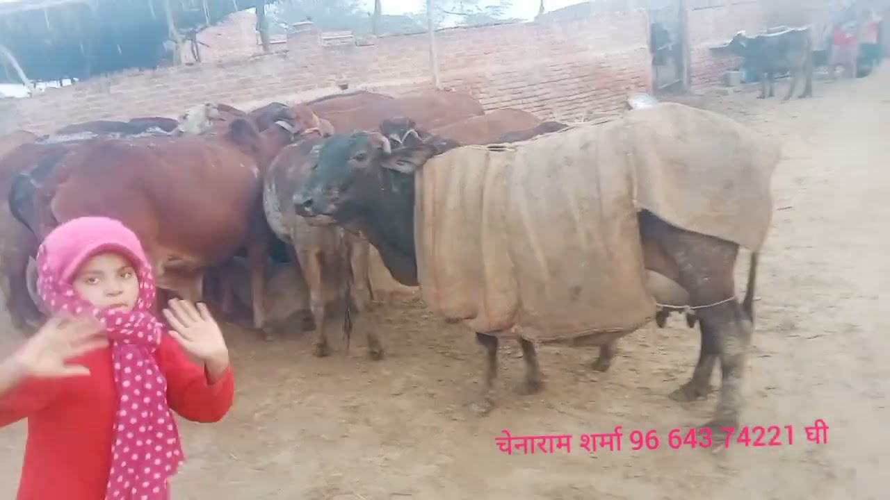 टॉप क्लास साहीवाल राठी गाय चेनाराम शर्मा 96 643 74221 घी भी देशी गाय मीलताह है