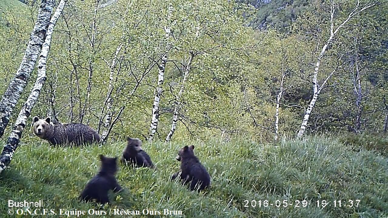 Vidéos et photos automatiques d'ours brun, juin 2016 - Equipe Ours ONCFS