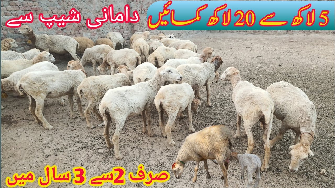 Damani sheep farm 5 lakh se 20 lakh kamana asan wo bhee sirf 3 saal main |Damani sheep farming 