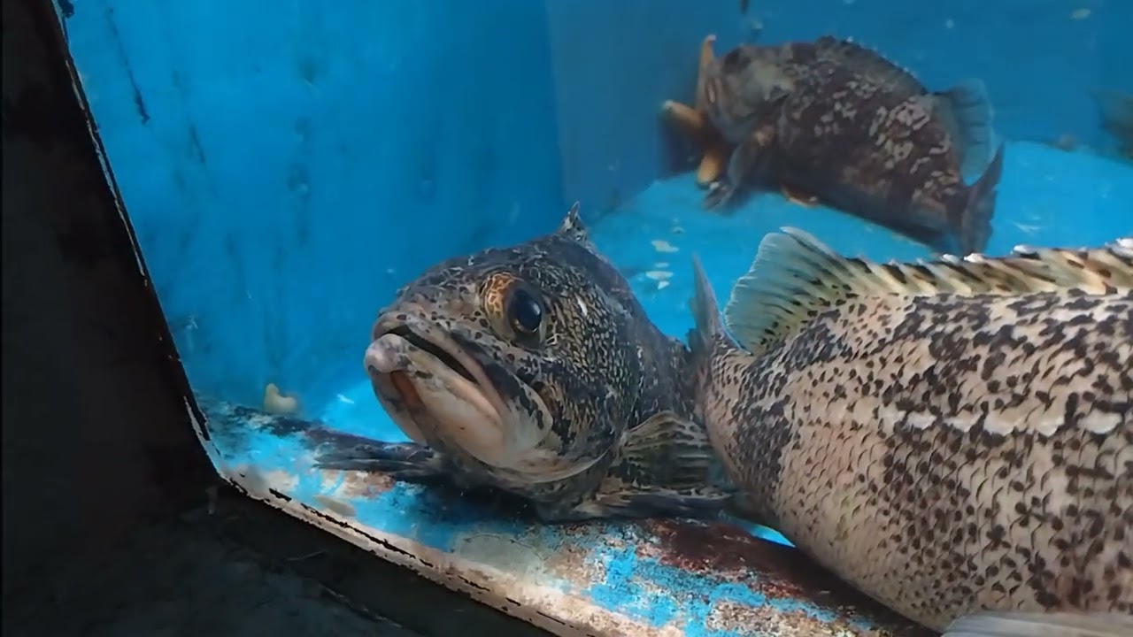 2025年11月9日。ユメカサゴとヒトデ＠のとじま水族館。