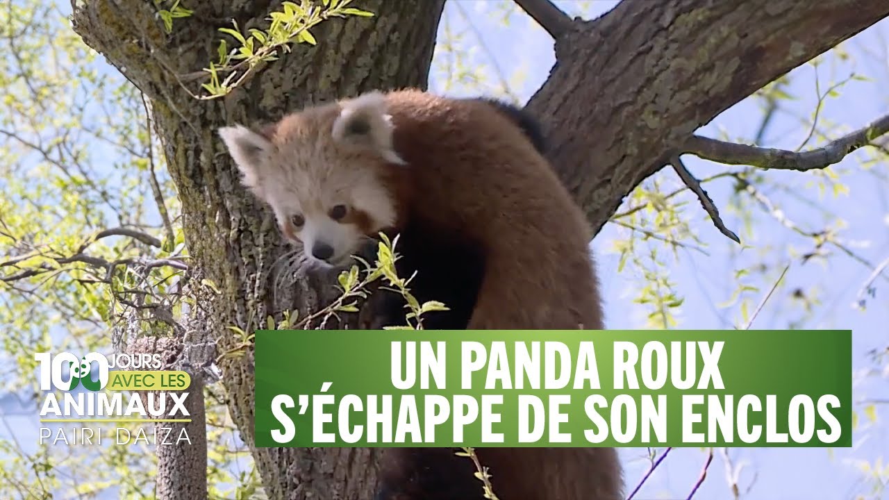 Un panda roux s'enfuit de son enclos et cause la panique - 100 jours avec les animaux du zoo