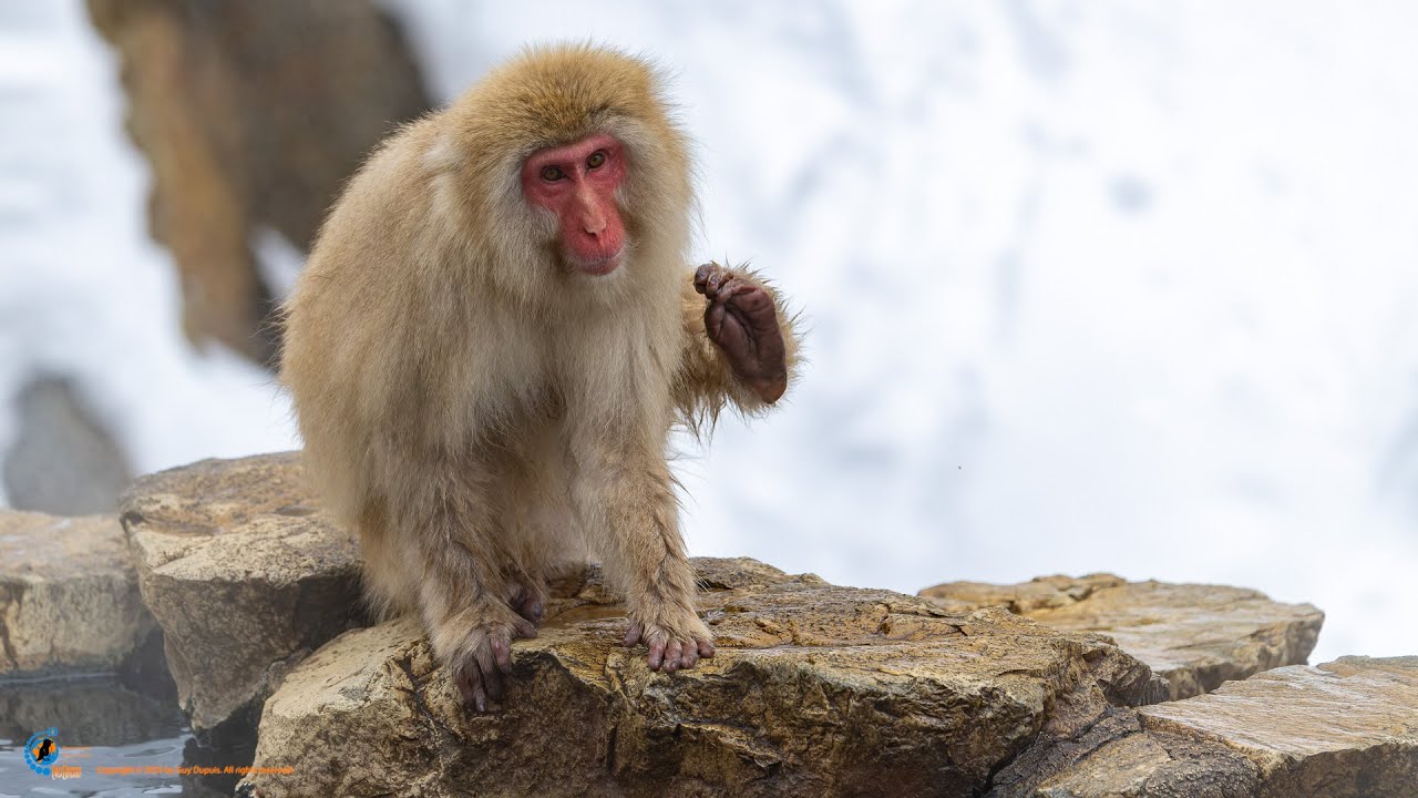 Les singes des neiges de la vallée de l'enfer