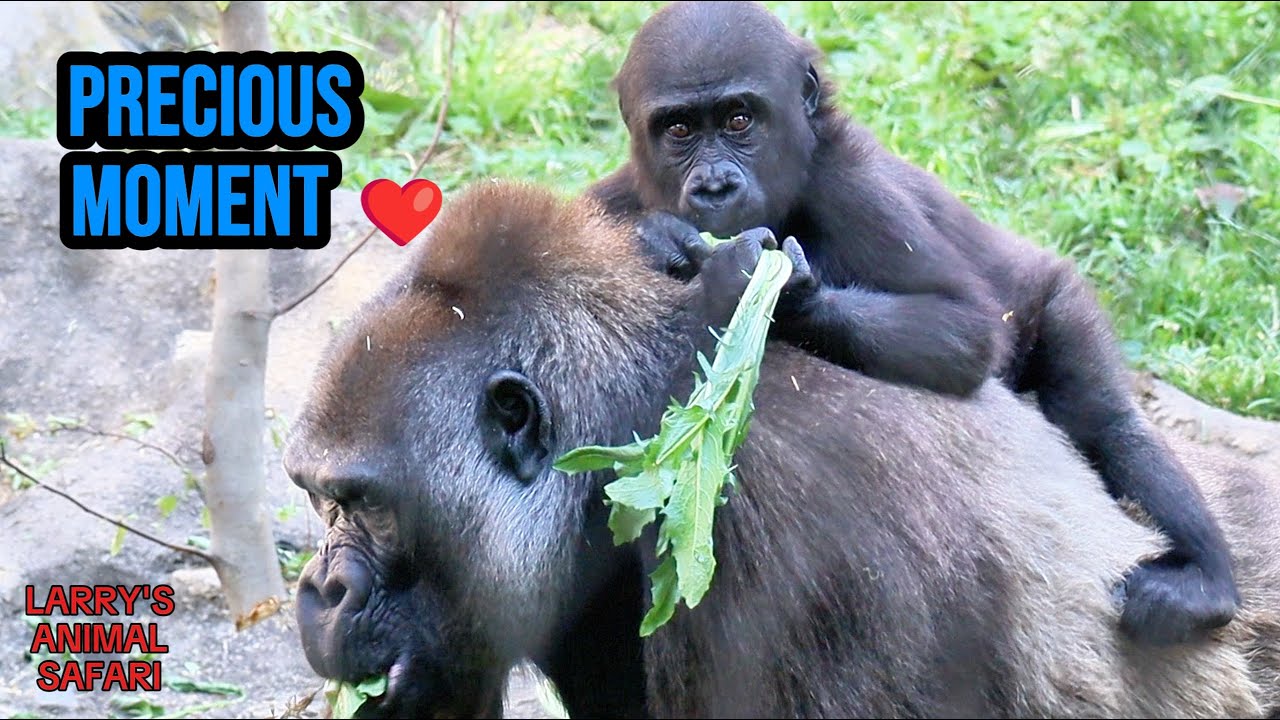 Младенцы гориллы быстро растут! 🦍 Жамилла, Кунда и Каембе с серебряным спиной Моколо